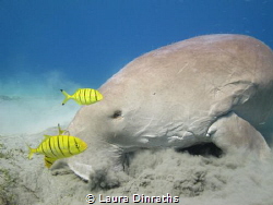 Dugong and juvenile pilot jacks feeding on seagrass by Laura Dinraths 